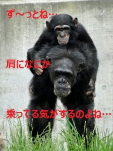 肩こり