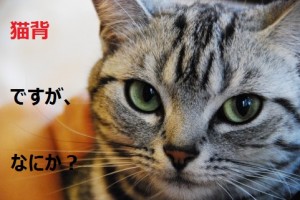 猫背ですがなにか？