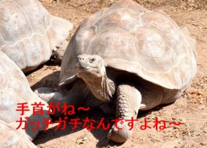 かめ